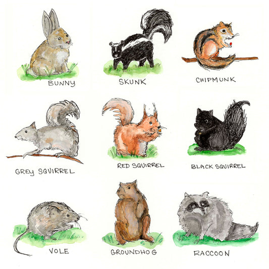 "Backyard Critters" Note Cards