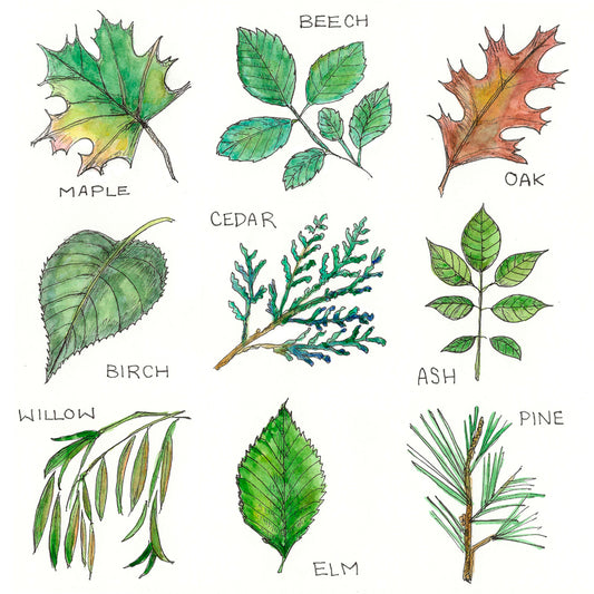 "Leaves of Ontario" Note Cards